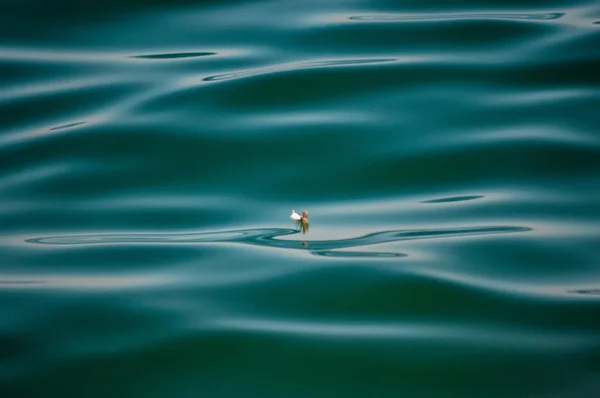 Veer in de zee achtergrond textuur zonnige dag — Stockfoto