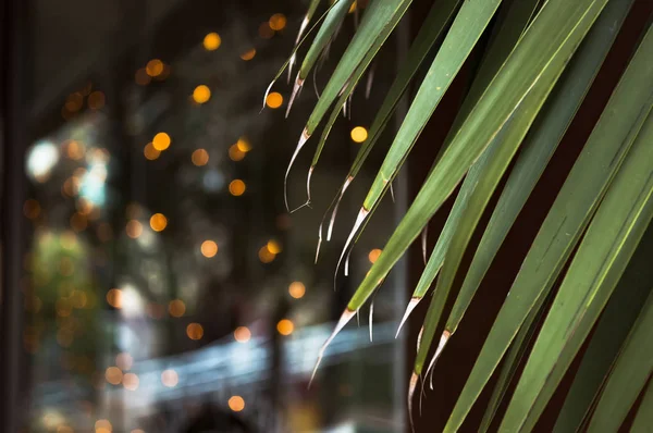 Bokeh garland kalp salonu penceresi parlama arka plan doku defocus