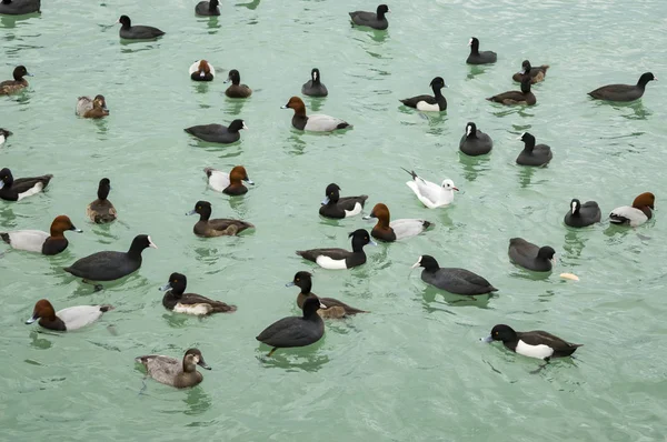 Vögel auf dem Meer Möwen Enten überwintern im Süden in der Hafenstadt — Stockfoto