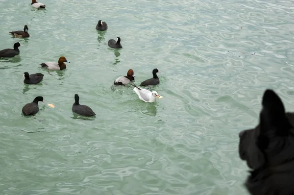 Vögel auf dem Meer Möwen Enten überwintern im Süden in der Hafenstadt — Stockfoto