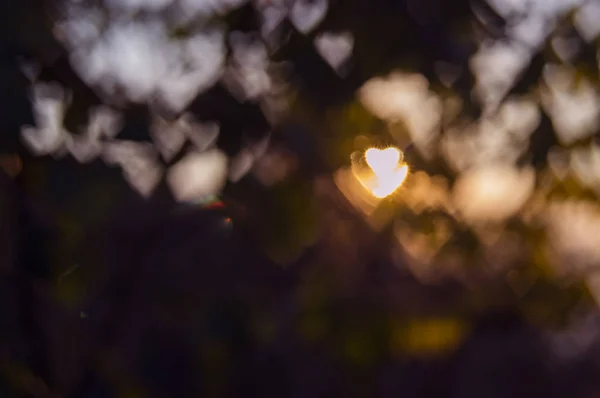 Defocus bokeh licht van zon hart in gebladerte schittering zonsondergang achtergrondstructuur — Stockfoto