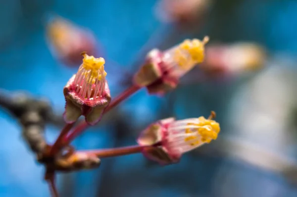 Гілки рослин бутони вишневих сливових квітів крупним планом зелений білий весняний день фон боке, знятий на геліос — стокове фото
