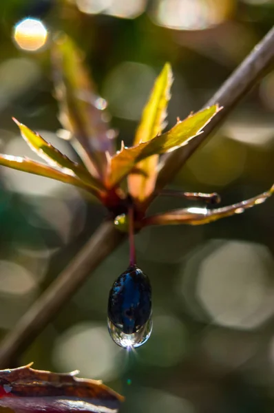 ヘリオスに雨滴クローズ アップ緑春日背景テクスチャ ボケでメギ植物黒果実ブルーベリーの枝を撮影します。 — ストック写真