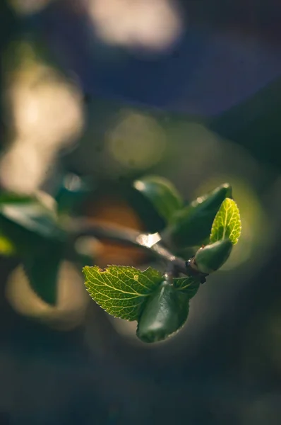 Takken van planten toppen close-up groene lente dag achtergrond bokeh geschoten op helios — Stockfoto