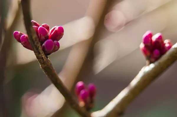 Cercis çiçek tomurcukları makro mor bahar gün arka plan çiçek dalları