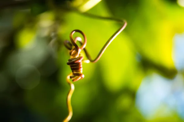 Takken planten ranken bloemen Passiebloem passievruchten macro groene lente dag achtergrond textuur bokeh geschoten op helios — Stockfoto