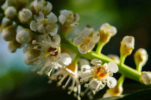 Bitkiler tomurcukları Yabani kiraz prunus serotina dalları yakın çekim yeşil beyaz bahar günü arka plan çiçek çiçek