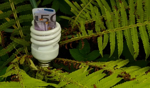 Energy-saving lamp and inserted into it the Euro banknote against the green fern.