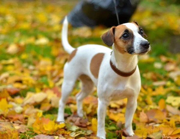 Собака на красных листьях осени — стоковое фото