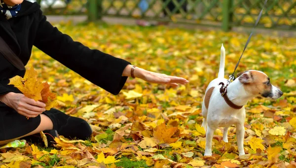 Una mujer extiende una mano de amistad a un perro mirando hacia otro lado . — Foto de Stock