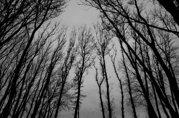 Черные Силуэты Ветвей Лысых Деревьев Черно Белые — стоковое фото