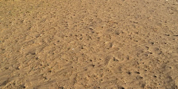 Die Textur des Sandes mit Knospen im Herbst. — Stockfoto