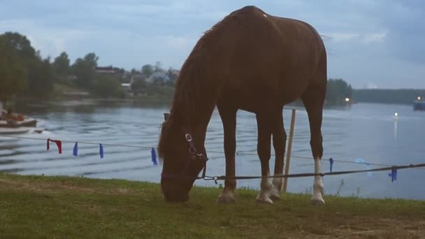 En häst äter gräs på en hage vid floden. — Stockvideo