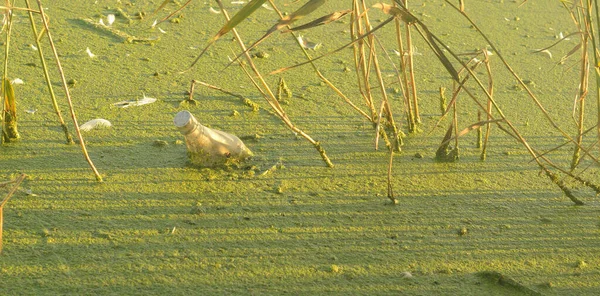 Uma garrafa de plástico flutua no ooze. Poluição plástica do meio ambiente. — Fotografia de Stock