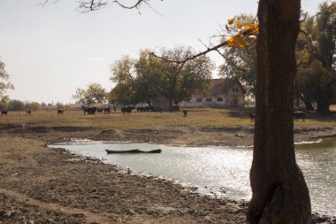 central Serbia eski çiftlikte gölün Hint buffalo