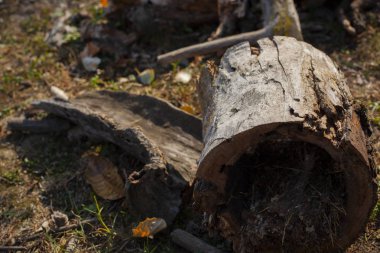 Eski rooten ahşap yakınındaki central Serbia buffalo grupta
