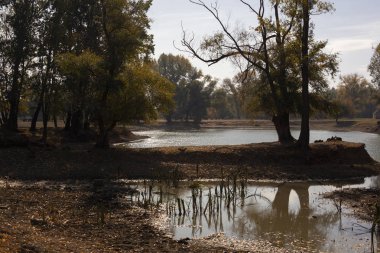 central Serbia gölde bir ağaçta yansıması güneşli