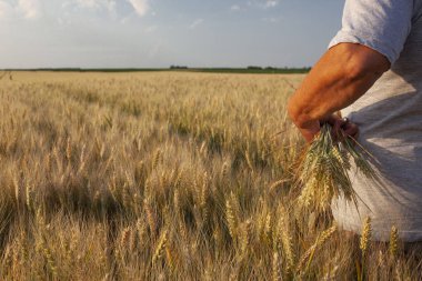 kadın güneşli bir tahıl alanları