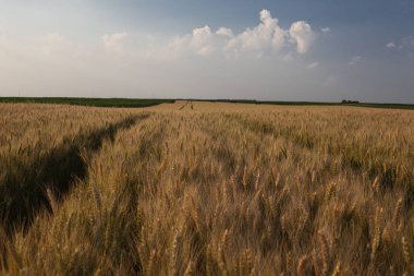 tahıl ve gökyüzü