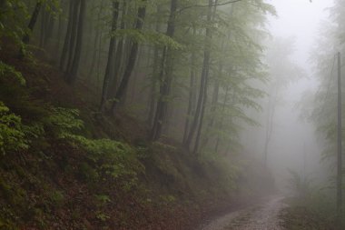 Sırbistan'da bulutlu bir günde Dağ'da orman yolu