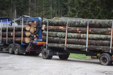 kamyon taşımacılığı için hazır ormanda kesme ağacı