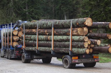 kamyon taşımacılığı için hazır ormanda kesme ağacı