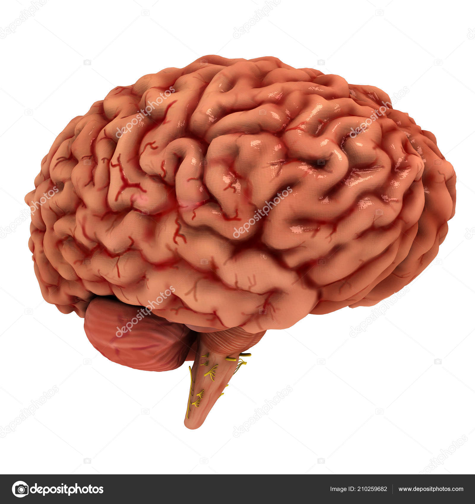 Human Brain 3d Model Free Download Human Brain 3d Model Free Download