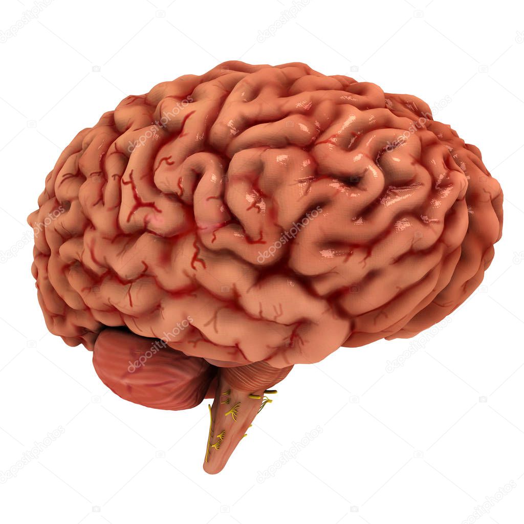 Realistic, fully detailed Human Brain 3D model with alpha Channel. The model created in consultation with some neurology professors carefully.