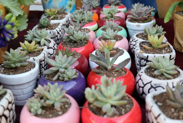 Colorful pots of succulent plants