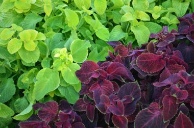 Çiçekler, Ukrayna, Harkiv-ity