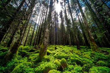 Ormanda güneş ışığı