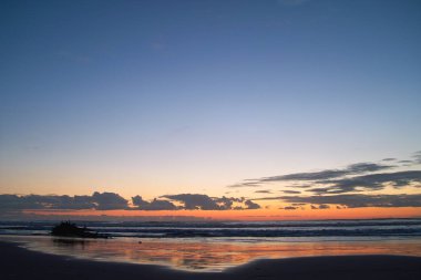 Kışın denizde yalnızlık, vahşi plaj, ağaç terk