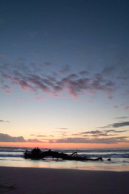 Kışın denizde yalnızlık, vahşi plaj, ağaç terk