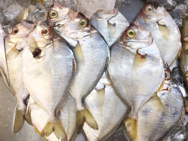 İçinde belgili tanımlık tepsi taze deniz ürünleri pazarında Satılık ezilmiş buz Don balıkla. Beslenme ve sağlıklı deniz ürünleri.