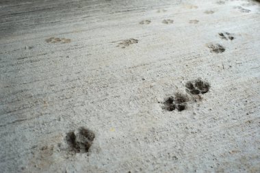 Köpeğin ayak şantiyede beton zemin