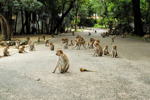 Grupo Macaco Lotado Estrada Cimento Templo Budismo Selva — Fotografia de Stock