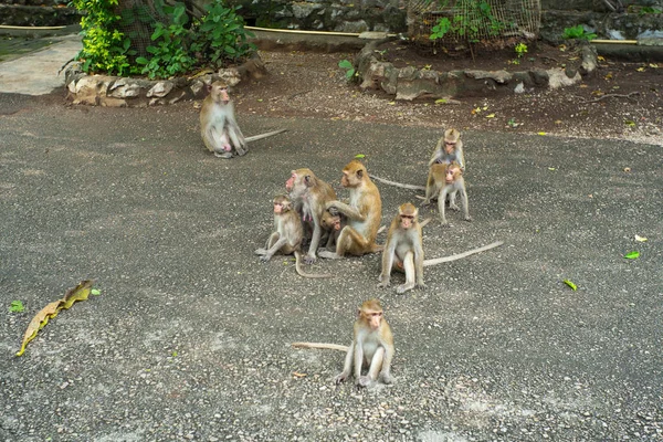 Grupo Macaco Lotado Estrada Cimento Templo Budismo Selva — Fotografia de Stock