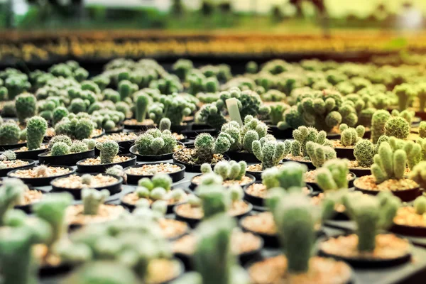 Variety Types Cactus Farm Selective Focus Blurred Background — Stock Photo, Image