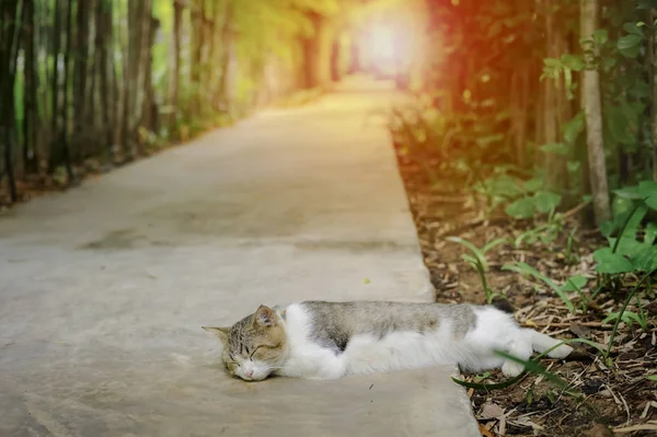 Porträt Einer Schlafenden Katze Mit Verschwommenem Hintergrund Von Bambusgarten Und — Stockfoto
