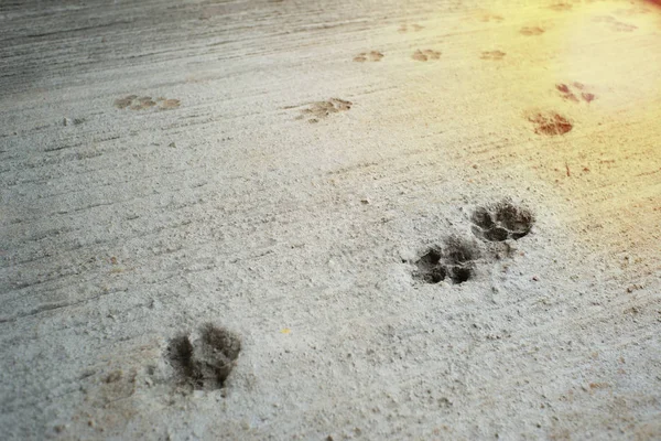 Dog\'s footprints on the concrete floor at the construction site with orange sunlight