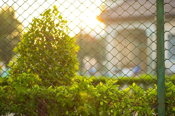 Arka planda günbatımı güneş ışığı ile yeşil bush ve çelik çit arka plan