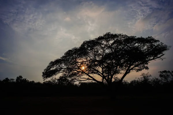 Silhouette of big tree with blue sky and the light of the sunset in background