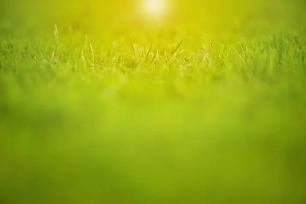 Abstract texture and background of grass meadow and field with selective focus area
