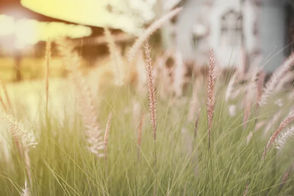 Selective Focus Picture Flower Grass Field Agricultural Farm — Stock Photo, Image