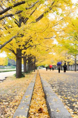Yol kentin genel parkta ginkgo Root'un sarı yapraklar kapalı yürüyüş waling insanlar