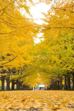 Yol kentin genel parkta ginkgo Root'un sarı yapraklar kapalı yürüyüş