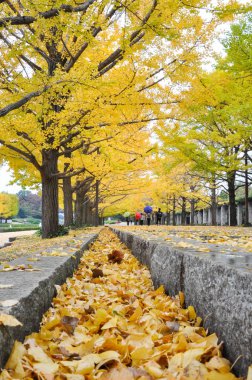Yol kentin genel parkta ginkgo Root'un sarı yapraklar kapalı yürüyüş waling insanlar