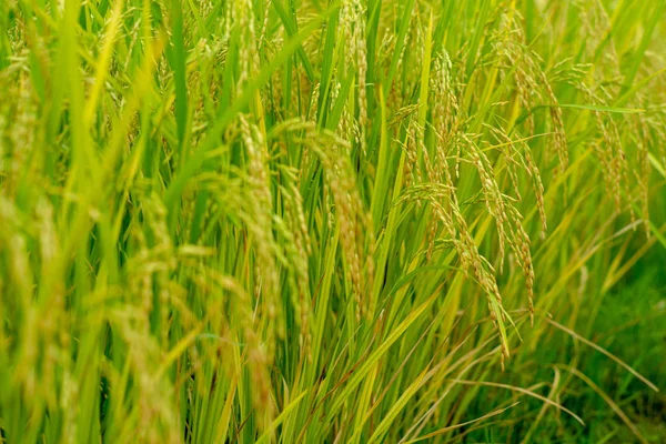 Closeup Selective Focus Picture Ear Paddy Jasmine Rice Field — Stock Photo, Image