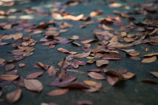 Textura Fundo Foco Seletivo Das Folhas Secas Caíram Chão Cimento — Fotografia de Stock