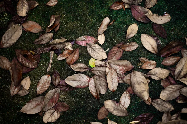 High exposure picture of dried and green leaves falled on wet concrete ground. Vintage texture and background of autume scene with colourful leaves on the floor